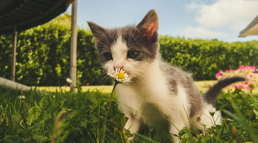 为什么得过新冠后，再次感冒时容易嗅觉“失灵”